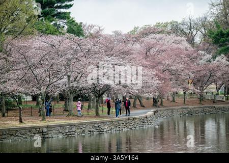 WASHINGTON DC: Gli alberi di ciliegio fioriscono lungo il bordo di pietra del bacino delle maree. I visitatori camminano lungo il sentiero per vedere gli alberi in fiore, che erano originariamente un dono del Giappone nel 1912 e sono l'attrazione principale del National Cherry Blossom Festival. Foto Stock