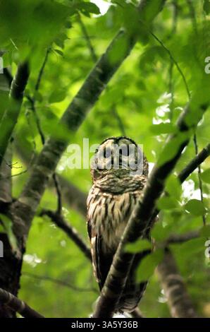 28 giugno 2005 - Un gufo barrato siede in un albero a Myers Park a Charlotte, Carolina del Nord, 28 giugno 2005. (John D. Simmons/Charlotte Observer/MCT) (immagine di credito: © John D. Simmons/MCT/ZUMAPRESS.com) Foto Stock