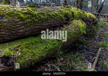 Muschio che cresce su alberi caduti morti in una foresta Foto Stock