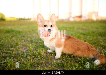 Il simpatico cane Pembroke Welsh Corgi si siede sull'erba durante la passeggiata nel parco e tiene la palla arancione nei denti, giocando con il proprietario, allenandosi e portando con sé Foto Stock