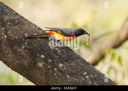 Piccolo mini-rivetto (Pericrocotus cinnamomeus) maschio con caterpillar Foto Stock