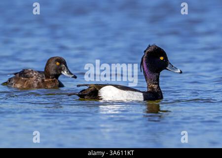 Coppia di anatre tufted / coppia di pochard tufted (Aythya fuligula / Anas fuligula) adulti, uomini e donne che nuotano nel lago / stagno nel tardo inverno / inizio primavera Foto Stock