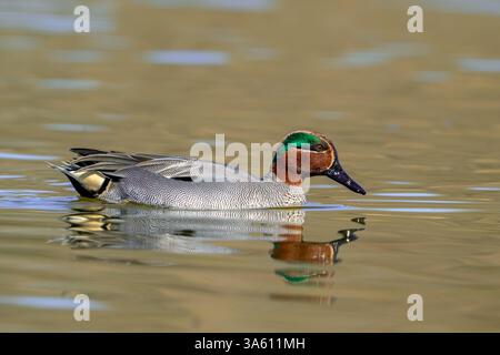 Tè eurasiatico / tè comune / tè verde eurasiatico (Anas crecca) maschio adulto che nuota nel lago / stagno nel tardo inverno / inizio primavera Foto Stock