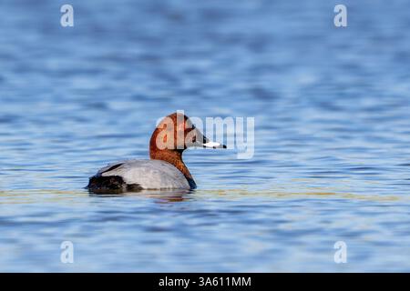 Frutteto comune / frutteto europeo (Aythya farina / Anas ferina) maschio adulto che nuota nello stagno in primavera Foto Stock