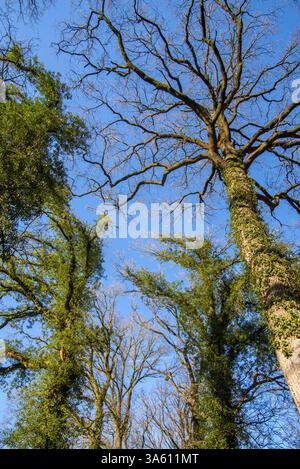Quercia comune / quercia peduncolata / tronchi di quercia inglese (Quercus robur) ricoperti di edera comune strisciante / edera europea (Hedera helix) all'inizio della primavera Foto Stock