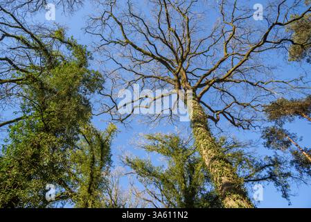 Quercia comune / quercia peduncolata / tronchi di quercia inglese (Quercus robur) ricoperti di edera comune strisciante / edera europea (Hedera helix) all'inizio della primavera Foto Stock