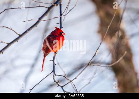 Cardinale settentrionale maschio rosso brillante seduto su un ramo d'albero Foto Stock