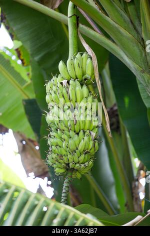 Banane verdi su un albero Foto Stock