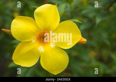 Bellissimo fiore di allamanda Cathartica fiorito nel giardino. Fiori di Alamanda, fiori di tromba dorata, fiori di campana gialli o fiori di campana. 5 pe Foto Stock