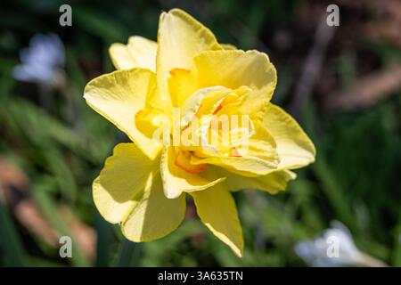 Fioritura di narcisi gialle presso l'Atlanta Botanical Garden a Midtown Atlanta, Georgia. (USA) Foto Stock