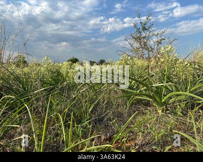 Angolo basso di una densa banchina di Albuca in fiore nella riserva di Balule Game Foto Stock