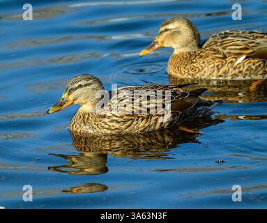 Due anatre scivolano sulle calme acque di un lago, riflettendo la luce del sole. Le morbide increspature li circondano mentre si godono la calda giornata primaverile in una tranquilla sala Foto Stock