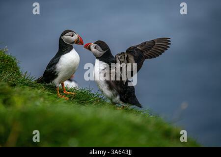 Le pulcinelle di mare si avventurano sulle scogliere delle Isole Faroe a Summers End Foto Stock