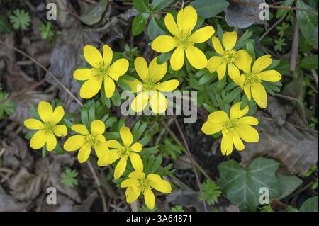 Fiorenti aconiti invernali (Eranthis), Baviera, Germania, Europa Foto Stock