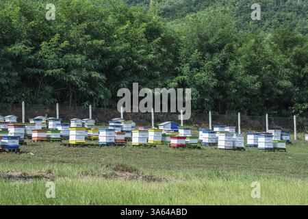 Alveari nell'allevamento di api. Foresta di alberi di acacia. Bulgaria Foto Stock