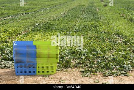 Raccogliere spinaci in piantagione. Spinaci in file e casse Foto Stock