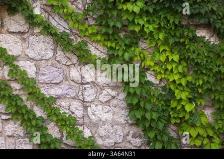Primo piano di un vecchio muro di pietra coperto da Vitis rampicante - Viti alla fine dell'estate, Kotor, Montenegro. Foto Stock