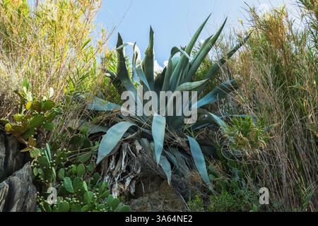 Grande Agave pianta succulenta e Opuntia ficus indica - Catcus di fico riccio che cresce sulla scogliera rocciosa a fine estate, villaggio di Manarola, la Spezia, Italia. Foto Stock