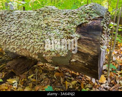 Grande tronco di alberi decidui tagliato e decadente, ricoperto in autunno da un'abbronzatura chiara e da una crescita di funghi di colore verdastro. Foto Stock