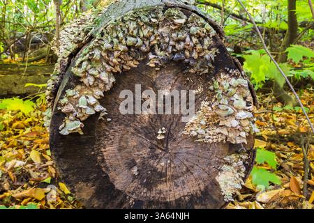 Grande tronco di alberi decidui tagliato e decadente, ricoperto in autunno da un'abbronzatura chiara e da una crescita di funghi di colore verdastro. Foto Stock