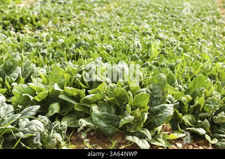 Piantagione di spinaci. Spinaci in fila Foto Stock