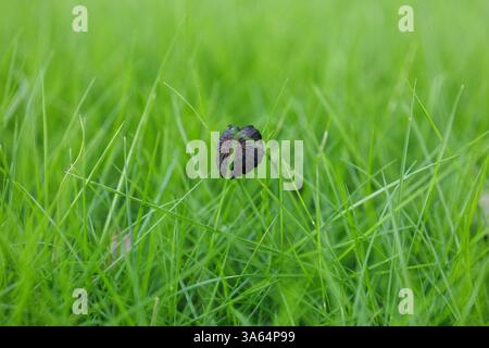 Un fungo selvatico marrone scuro essiccato pende la testa mentre si allontana tra la giovane erba verde che germoglia, creando un sorprendente contrasto di colore. Foto Stock