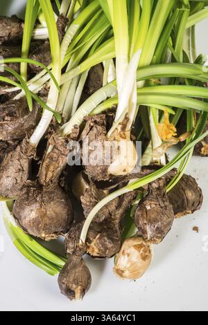 Bulbi da fiore e i cavoli verdi Foto Stock