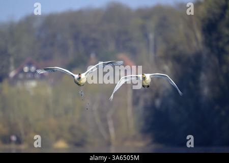 Due cigni muti (Cygnus olor) che volano sincronizzati su un'area boscosa sullo sfondo, Kassel, Assia, Germania, Europa Foto Stock