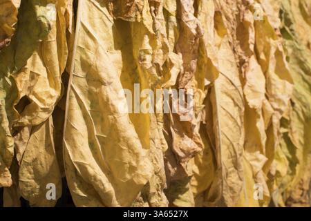 Secchi di foglie di tabacco in una fila. Foglie di giallo Foto Stock