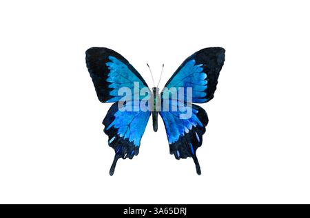 Farfalla acquerello disegno Papilio ulisse, imperatore Blu o farfalla di coda di rondine di montagna blu isolato su sfondo bianco Foto Stock