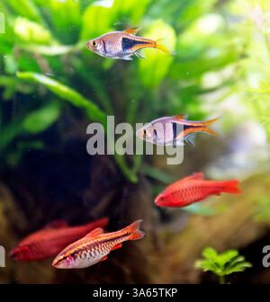 rasbora heteromorpha davanti alle piante nell'acquario Foto Stock