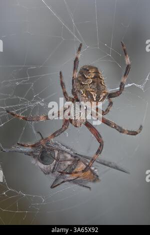 Un ragno di Orb Weaver con una March Fly che è stata catturata nel web. Foto Stock