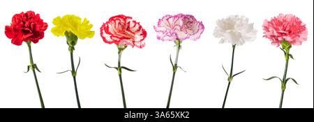 Gruppo di garofani isolato su sfondo bianco Foto Stock