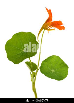 fiore di nasturtium isolato su sfondo bianco. Foto Stock