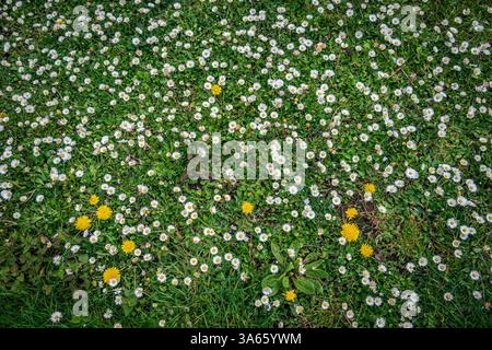 Un campo primaverile esplode di margherite e leoni di bue in fiore, un lussureggiante arazzo di fiori selvatici su una tela erbosa Foto Stock