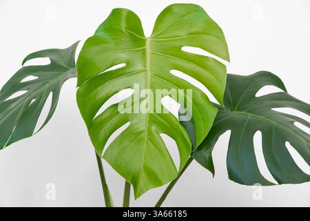 Monstera Deliciosa (caseificio svizzero) foglie di grandi dimensioni su sfondo bianco Foto Stock