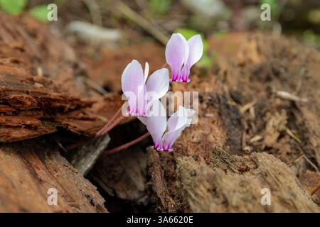 Ciclamino Graecum (Greco ciclamino) fiori in ambiente naturale Foto Stock