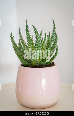 Aloe Humilis (aloe ragno) succulenta in vaso Foto Stock