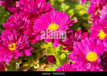 Fiori di crisantemo dai colori rosa e giallo brillante Foto Stock