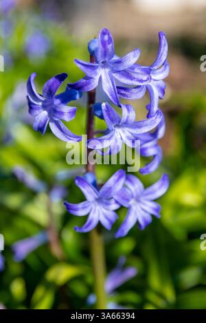 Hyacinthus orientalis (comune, giardino, giacinto olandese) fiori close up con sfondo verde Foto Stock