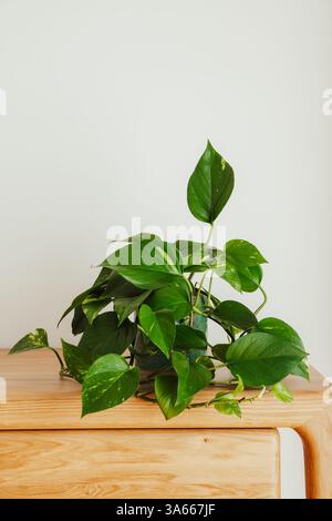 Pianta Golden pothos (Epipremnum aureum) in interni moderni Foto Stock