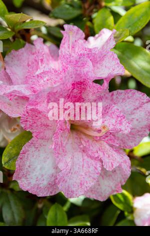 Azalea (Rododendro) con dettagli di fiori bianchi rosa Foto Stock