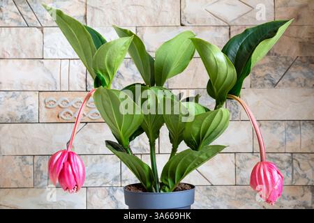 Pianta Medinilla magnifica (medinilla appariscente, uva rosa, orchidea filippina) Foto Stock