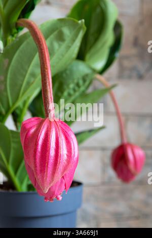 Pianta Medinilla magnifica (medinilla appariscente, uva rosa, orchidea filippina) Foto Stock