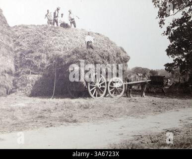 Lower House Farm, Inghilterra. Posizione precisa sconosciuta ma probabile a Londra, nel Surrey o nelle aree circostanti: Cinque contadini su un enorme cumulo di fieno, che caricano un carro trainato da cavalli. Da un album di fotografie degli anni '20, prevalentemente di moda britannica e storia sociale. Le foto originali erano principalmente di circa 3 x 2 pollici, con tonalità seppia e scattate da un buon fotografo amatoriale. Foto Stock