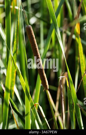 Piante a coda di rondine (Typha latifolia) con testa di seme che cresce a Minorca Foto Stock