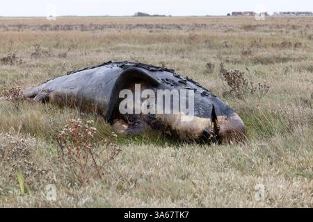 Balena pilota a pinna lunga nota anche come balena di testa (Globicephala melas) Dead Kent ottobre 2024 Foto Stock