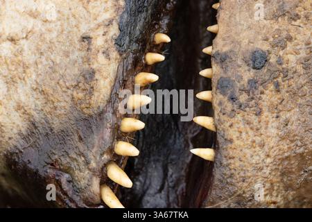 Balena pilota a pinna lunga nota anche come balena di testa (Globicephala melas) Dead Kent ottobre 2024 Foto Stock