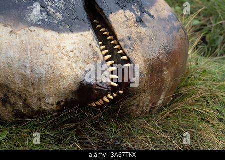 Balena pilota a pinna lunga nota anche come balena di testa (Globicephala melas) Dead Kent ottobre 2024 Foto Stock