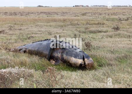 Balena pilota a pinna lunga nota anche come balena di testa (Globicephala melas) Dead Kent ottobre 2024 Foto Stock